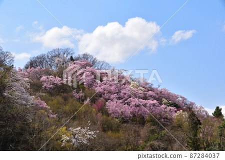 春天的花見山 春天的花見山 87284037
