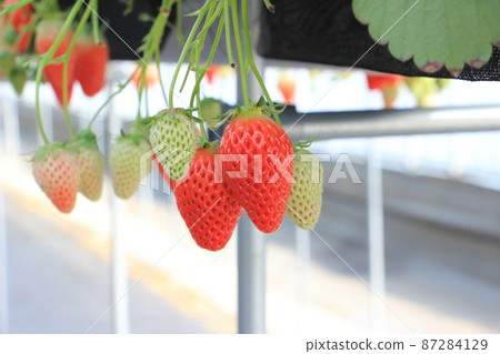 Highly cultivated strawberry picking Akihime 87284129
