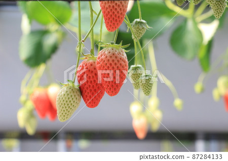 Highly cultivated strawberry picking Akihime 87284133
