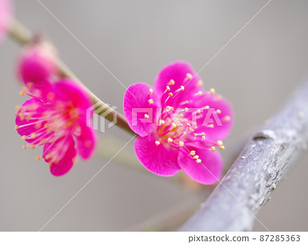 Spring flowers. Plum blossoms. Red plum blossoms. Close-up 87285363