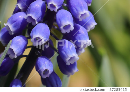 Muscari is a collection of small bells. 87285415