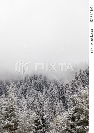 Morning fog descended on a snow-covered spruce forest 87285643