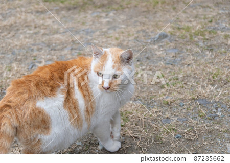 A staring cat, a brown-white cat A staring cat, a brown-white cat 87285662