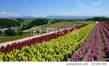 Hokkaido Biei Shikisai no Oka 2016 Summer Hokkaido Biei Shikisai no Oka 2016 Summer 87285709
