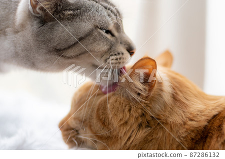 Cat affection Cat affection 87286132