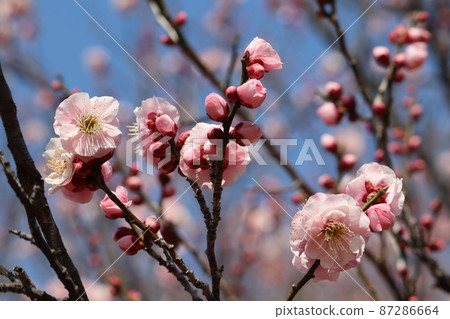 藍天下,梅花開 藍天下,梅花開 87286664
