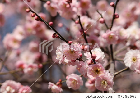 早春梅花蕾和花瓣 早春梅花蕾和花瓣 87286665