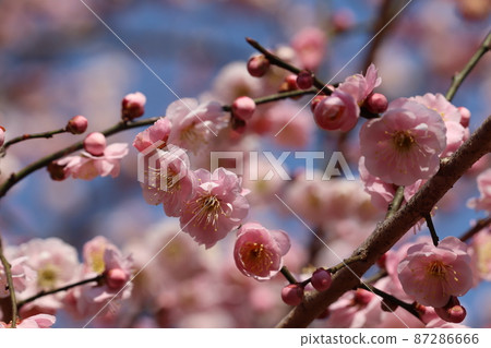 春天梅園花蕾和花瓣 春天梅園花蕾和花瓣 87286666