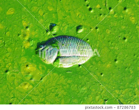 Dead Tilapia fish by polluted water in natural lake. 87286783