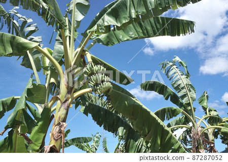 Banana fruit close up shot with blue sky background 87287052