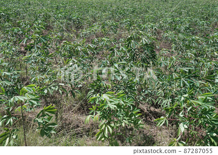Cassava tree farm background, Agriculture in Chonburi, Thailand Cassava tree farm background, Agriculture in Chonburi, Thailand 87287055