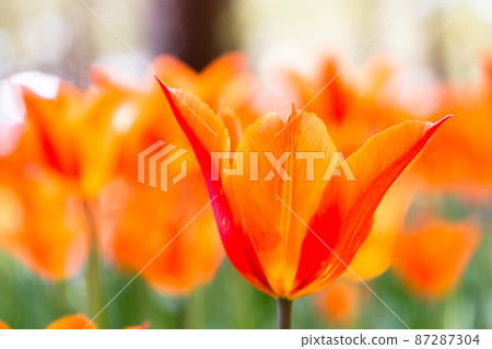 橙色鬱金香 87287304