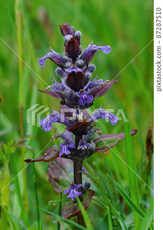 Closeup on the blue flower of carpet bugleweed, Ajuga reptans growing within a meadow grassland 87287510