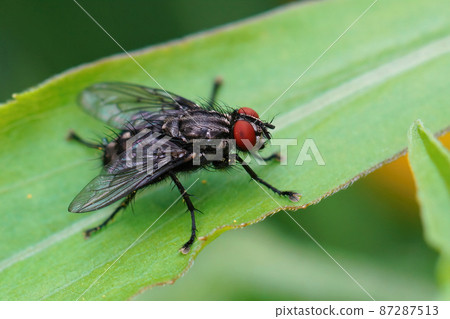 Closeup of a large flesh-fly with red eyes, Sarcophaga , on a green leaf Closeup of a large flesh-fly with red eyes, Sarcophaga , on a green leaf 87287513