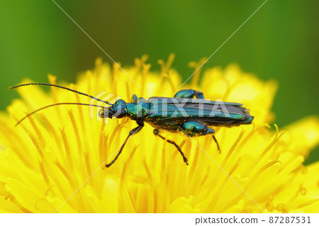 Closeup of the iridescent metallic green colored false oil or thick-legged flower beetle, Oedemera nobilis Closeup of the iridescent metallic green colored false oil or thick-legged flower beetle, Oedemera nobilis 87287531