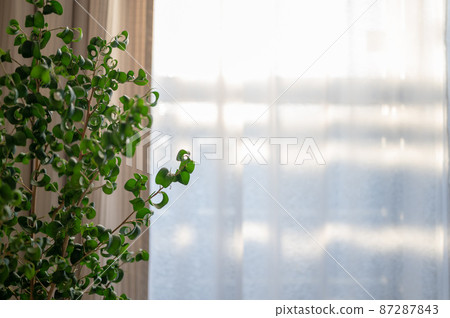 Light shining through the window and Ficus Benjamin Baroque | Indoor foliage plants 87287843