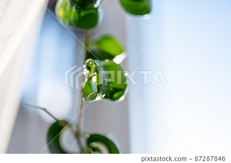 Lace curtains fluttering in the wind from the veranda and Ficus Benjamin Baroque | Indoor foliage plants Lace curtains fluttering in the wind from the veranda and Ficus Benjamin Baroque | Indoor foliage plants 87287846