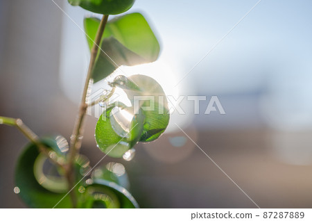 Beautiful Ficus Benjamin Baroque with the sun's rays reflected off the leaves | Indoor foliage plants Beautiful Ficus Benjamin Baroque with the sun's rays reflected off the leaves | Indoor foliage plants 87287889