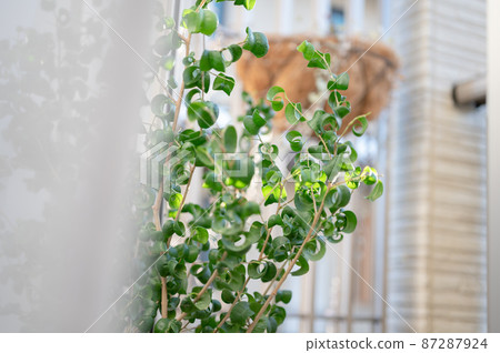 Lace curtains fluttering in the wind from the veranda and Ficus Benjamin Baroque | Indoor foliage plants Lace curtains fluttering in the wind from the veranda and Ficus Benjamin Baroque | Indoor foliage plants 87287924