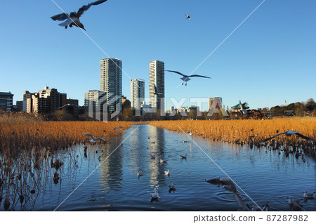 Floating seagulls in Shinobazu Pond, take a rest, and feel the coldness of winter as the blue sky is reflected in the straight-cut lotus pond. 87287982