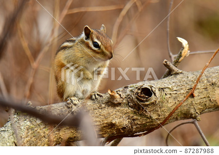 Squirrel perching on a tree Squirrel perching on a tree 87287988