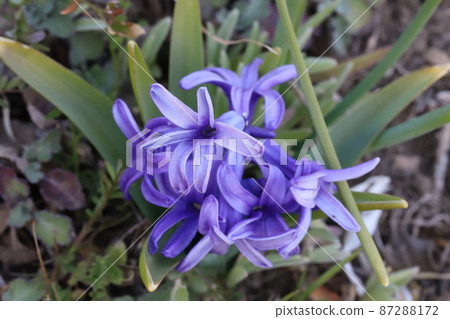 Small purple hyacinth flowers blooming in winter parks in Japan Small purple hyacinth flowers blooming in winter parks in Japan 87288172