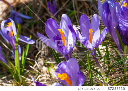 Close up group of blooming crocuses spring flowers Close up group of blooming crocuses spring flowers 87288330