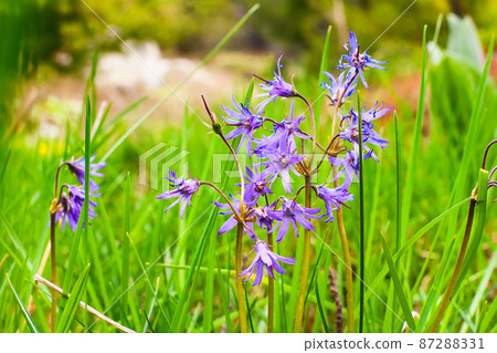 Purple flowers and green grass Purple flowers and green grass 87288331