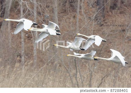 A flock of swans taking off from the ridge towards the feeding ground A flock of swans taking off from the ridge towards the feeding ground 87288401