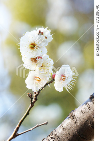 早春公園裡盛開的梅花 87288640