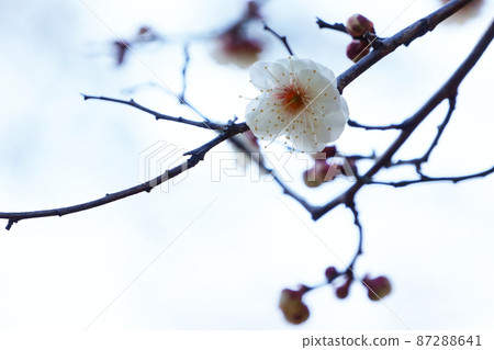 早春公園裡盛開的梅花 早春公園裡盛開的梅花 87288641