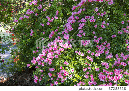 映山紅 映山紅 87288818