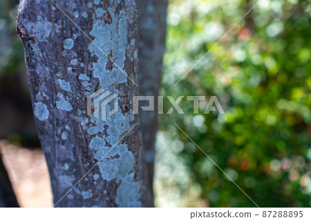 Park tree Park tree 87288895