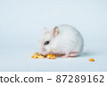 Small white hamster, on a white background. 87289162