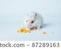 Small white hamster, on a white background. 87289163