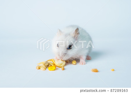 Small white hamster, on a white background. Small white hamster, on a white background. 87289163