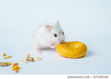 Small white hamster, on a white background. Small white hamster, on a white background. 87289164
