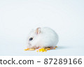 Small white hamster, on a white background. 87289166