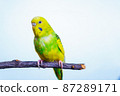 Yellow and green budgie, budgie sits on a wooden stick 87289171