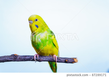 Yellow and green budgie, budgie sits on a wooden stick Yellow and green budgie, budgie sits on a wooden stick 87289171
