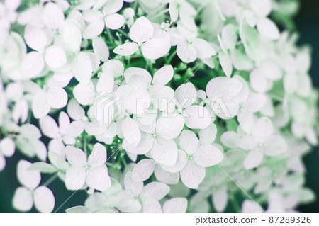 white hydrangea flower background in the garden white hydrangea flower background in the garden 87289326