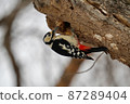 Great spotted woodpecker worried about the hole in the tree 87289404