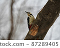 Great spotted woodpecker staring into the distance on a tree 87289405