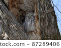 Ezo owl sleeping in a tree hollow 87289406