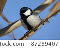 Great tit with round eyes perching on a branch 87289407