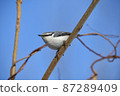 Nuthatch perching on a branch and staring into the distance 87289409