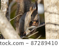 Ezoris eating walnuts on a tree 87289410
