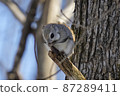 Ezomomonga eating rice on a tree 87289411