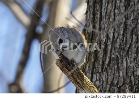 Ezomomonga eating rice on a tree 87289411