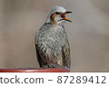 A bulbul that opens its mouth wide and makes a loud voice 87289412